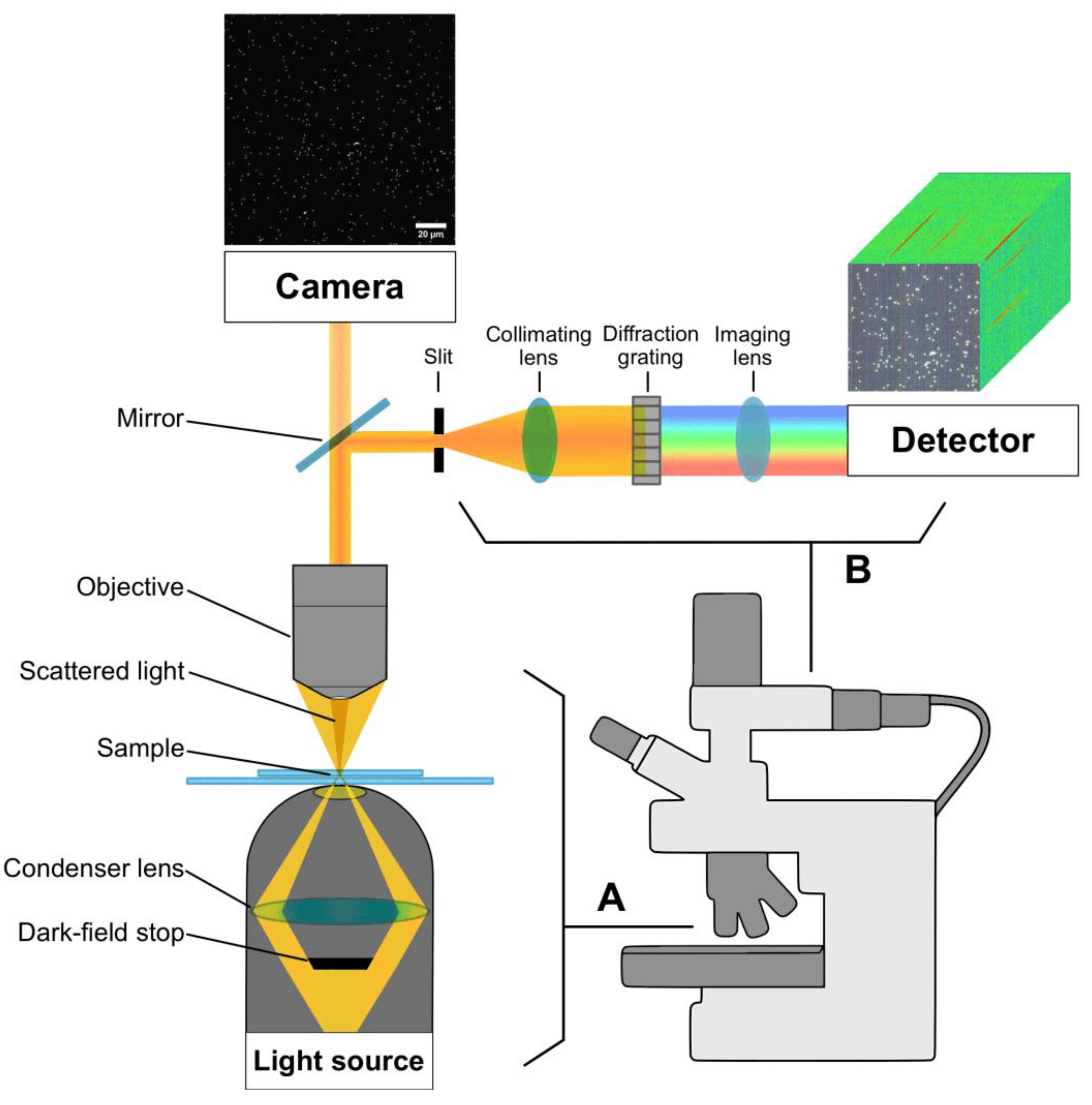 Dark Field Microscopy